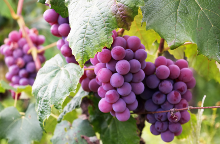 Global Exotic Bite Grapes