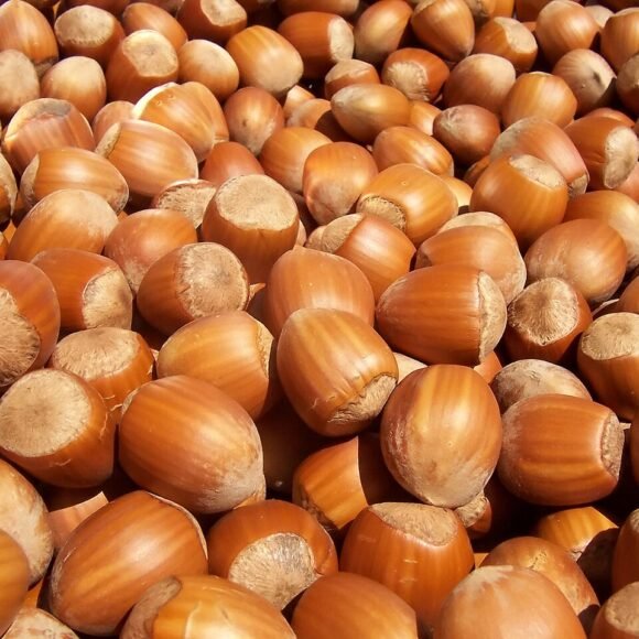 Hazelnut - Image 5