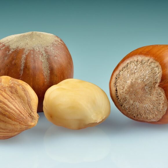 Hazelnut - Image 2